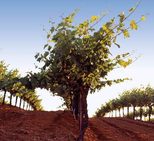 Mount Peak Old Vine