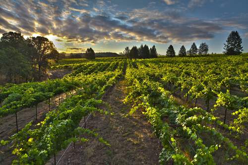 California Wine Regions Vineyard Image