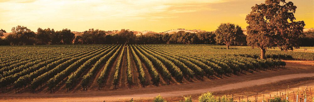 Wild Horse Vineyard Image