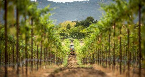 Wild Horse Vineyard and Tractor