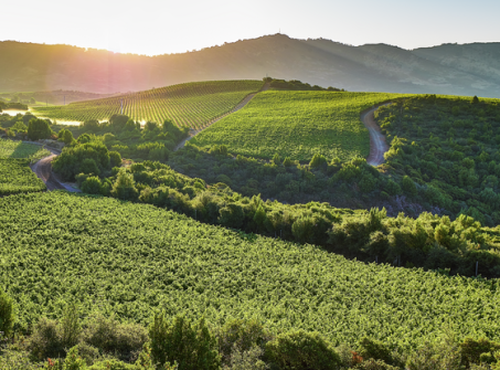 Mountain Vineyard
