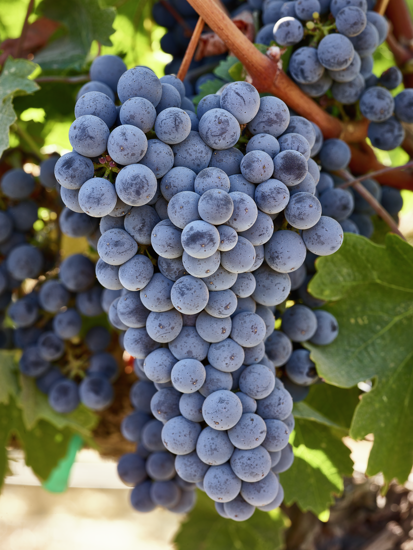 Product Image Pending for The Barrel Room