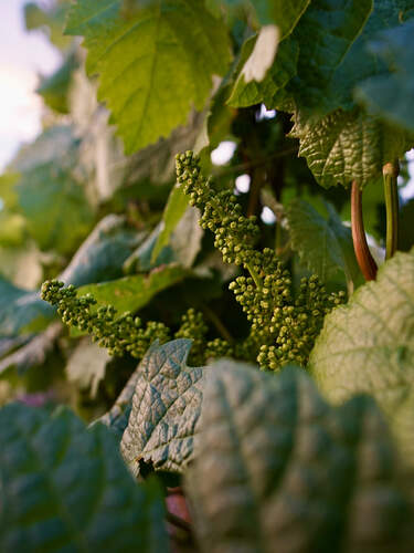White Wine