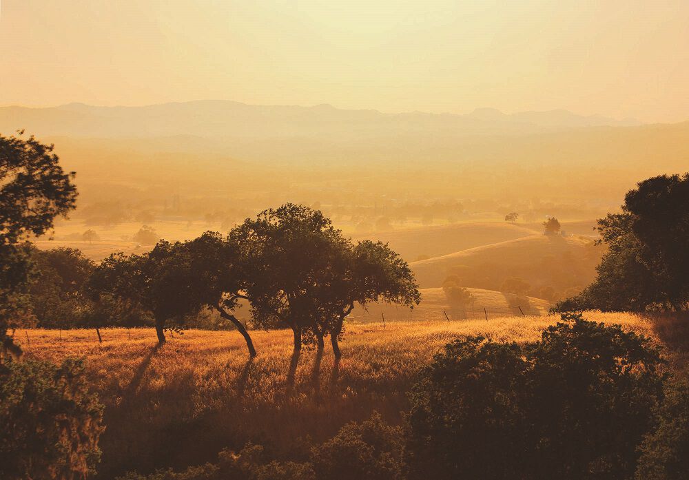 Wild Horse Paso Robles Image