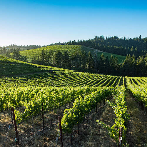 J Vineyards