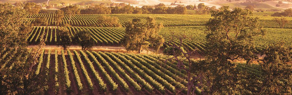 Wild Horse Vineyard and Tractor