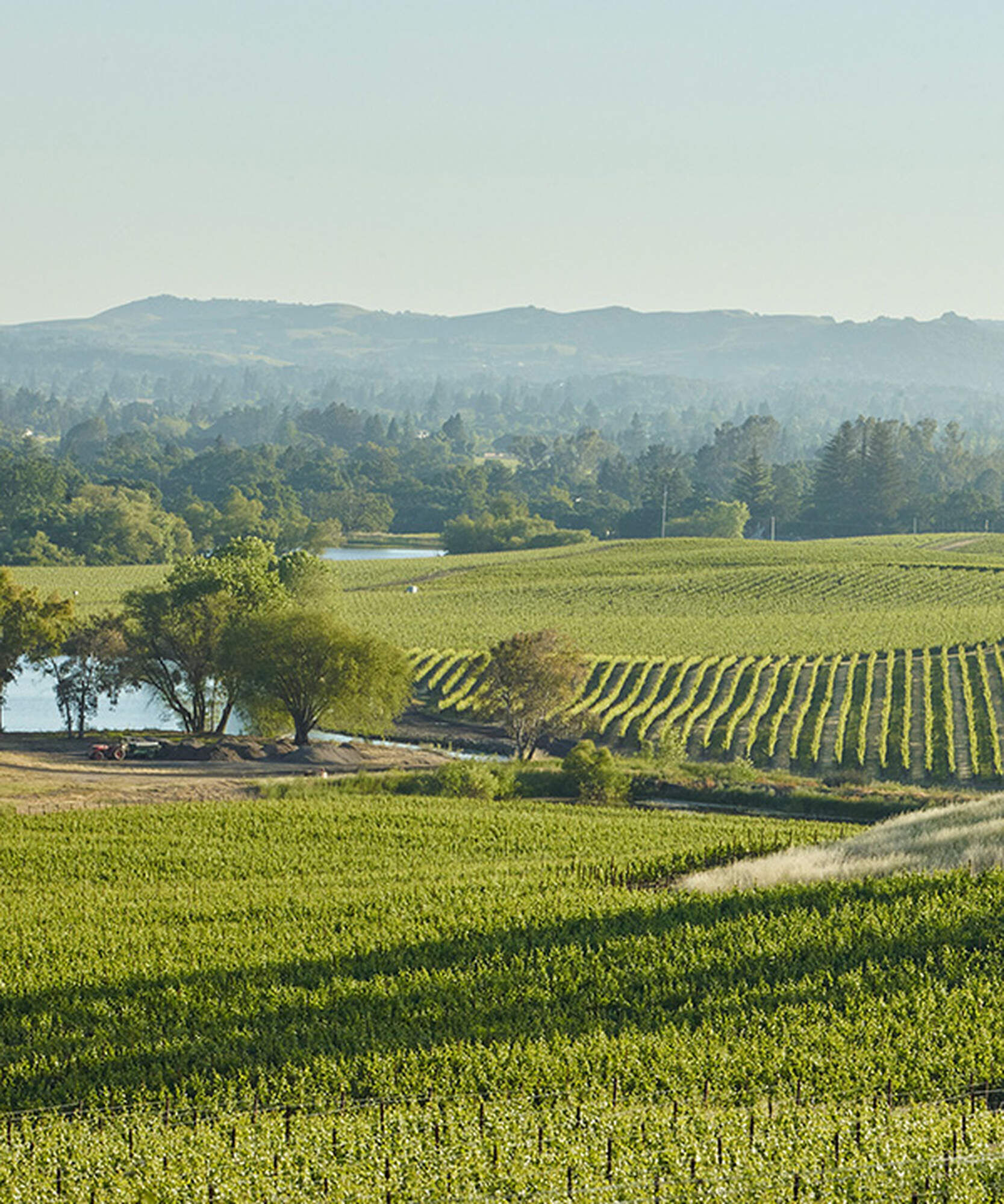 William Hill Vineyards