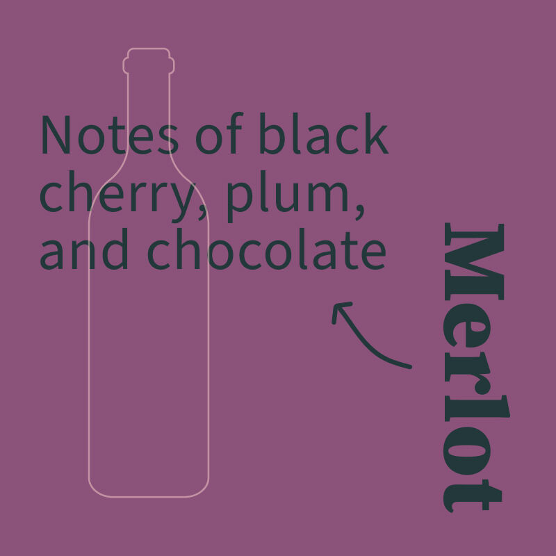 Merlot Illustration with tasting notes