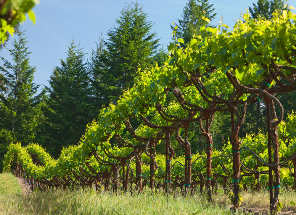 Sonoma County