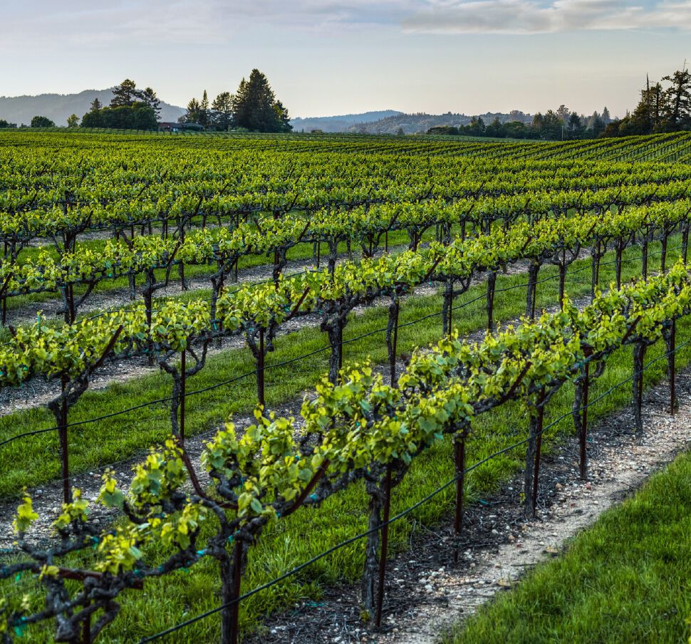 Sonoma County